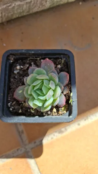 Echeveria elegans maceta 7cm