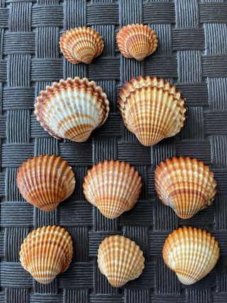 Lote 10 Conchas Marinas Decorativas