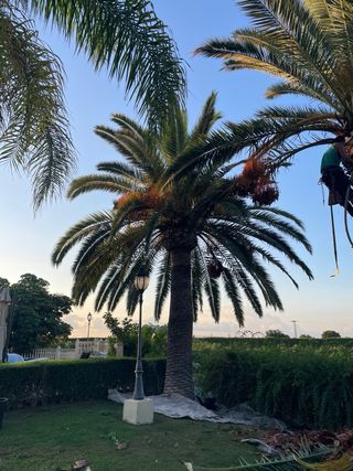 Poda en altura Preguntar sin compromiso