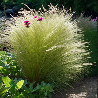 Stipa Pony Tails (Stipa tenuissima) - erba ornamen
