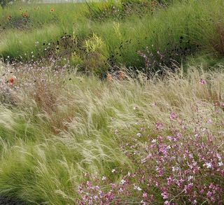 Stipa Pony Tails (Stipa tenuissima) - erba ornamen