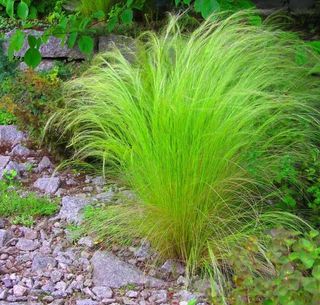 Stipa Pony Tails (Stipa tenuissima) - erba ornamen