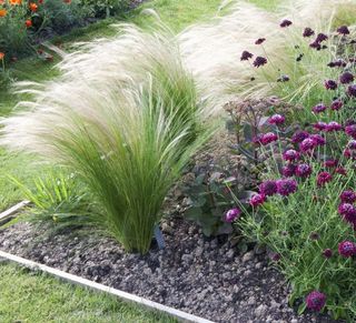 Stipa Pony Tails (Stipa tenuissima) - erba ornamen