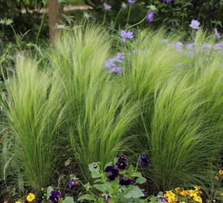 Stipa Pony Tails (Stipa tenuissima) - erba ornamen