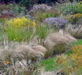 Stipa Pony Tails (Stipa tenuissima) - erba ornamen