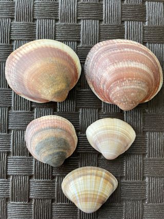 Lote 5 conchas marinas decorativas