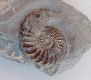 Fósil de Amonite en matriz