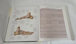 Grande atlante di anatomia umana. Descrittiva e...