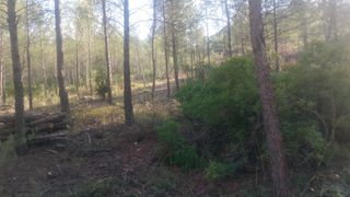 Somos dos autónomos con experiencia en desbroce ma