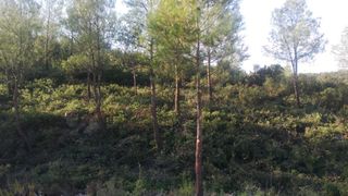 Somos dos autónomos con experiencia en desbroce ma