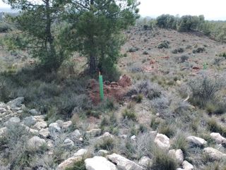 Somos dos autónomos con experiencia en desbroce ma