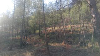 Somos dos autónomos con experiencia en desbroce ma