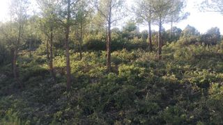 Somos dos autónomos con experiencia en desbroce ma