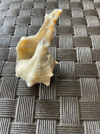 Concha marina decorativa de piedra