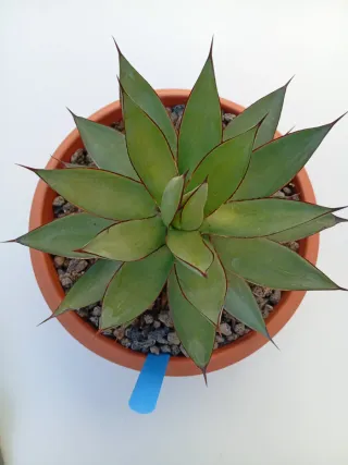 Agave Burnt Burgundy