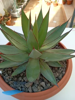 Agave Burnt Burgundy