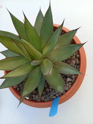 Agave Burnt Burgundy