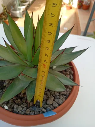 Agave Burnt Burgundy