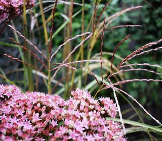 Miscanthus Flamingo XXL Rosa premium giardino