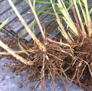 Miscanthus Flamingo XXL Rosa premium giardino