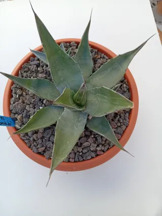 Agave Gentryi "la escondida"