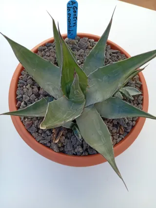Agave Gentryi "la escondida"