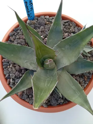 Agave Gentryi "la escondida"