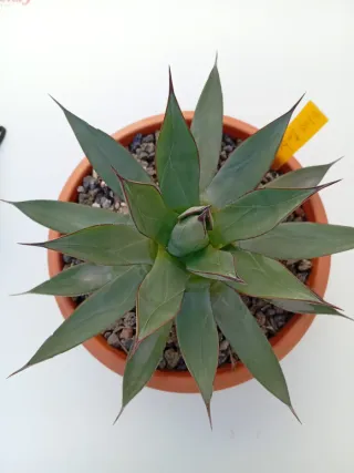 Agave Blue Ember