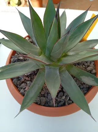 Agave Blue Ember