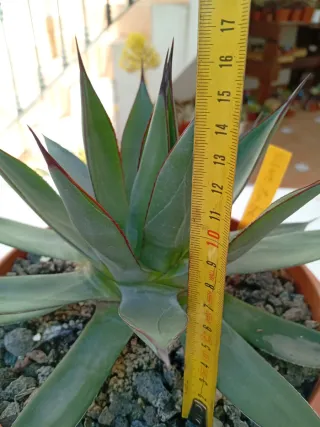 Agave Blue Ember