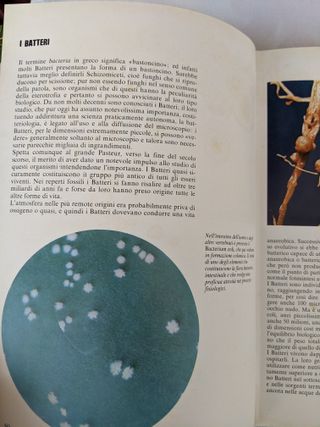 Libro Piante e Fiori Bianchini Fabbri Vintage anni