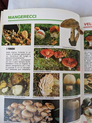 Libro Piante e Fiori Bianchini Fabbri Vintage anni