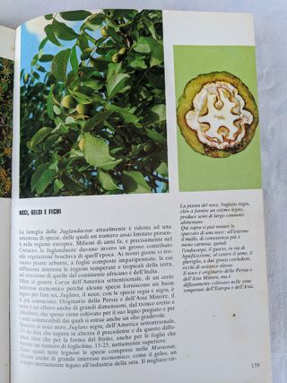 Libro Piante e Fiori Bianchini Fabbri Vintage anni
