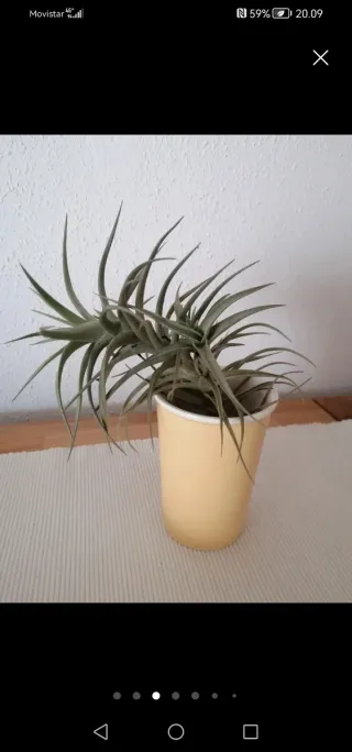 Clavel del aire, Tillandsia