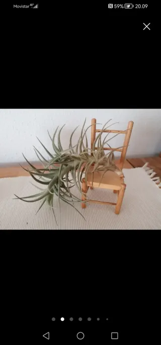 Clavel del aire, Tillandsia