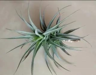 Clavel del aire, Tillandsia