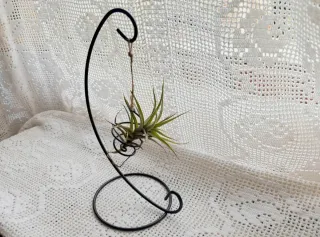 Clavel del aire, Tillandsia