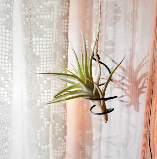 Clavel del aire, Tillandsia