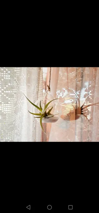 Clavel del aire, Tillandsia