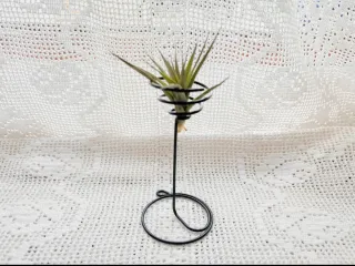 Clavel del aire, Tillandsia