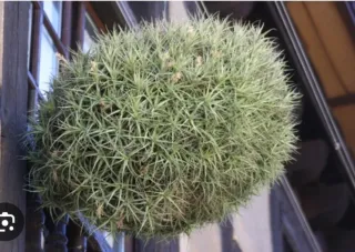 Clavel del aire, Tillandsia
