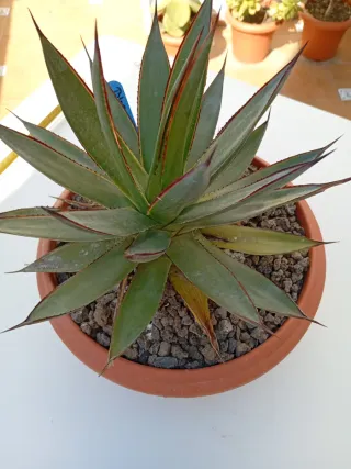 Agave Blue Glow /Shaka Zulú