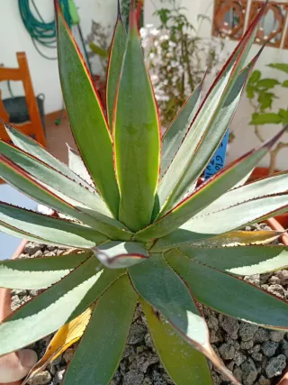 Agave Blue Glow /Shaka Zulú