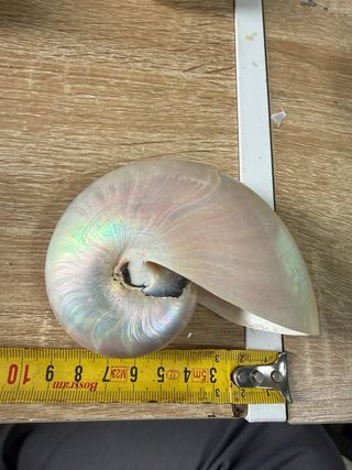 4 Nautilus Madreperlati