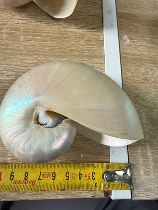 4 Nautilus Madreperlati