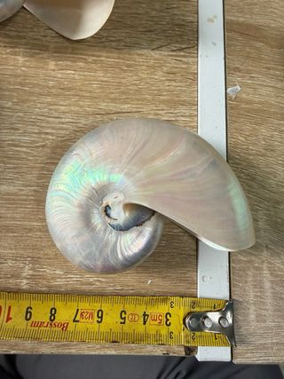 4 Nautilus Madreperlati