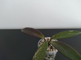 Hoya Pubicalyx Splash