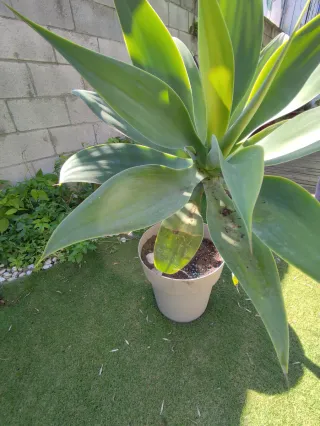 Planta Agave Attenuata Grande