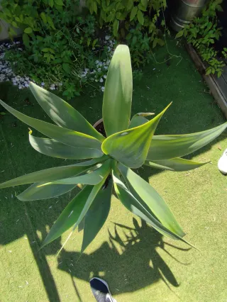 Planta Agave Attenuata Grande
