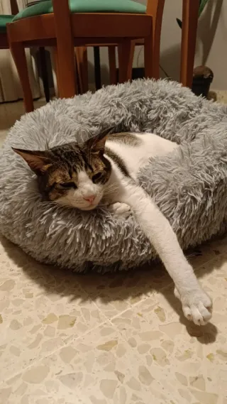 Cama de gato (gato no incluido)